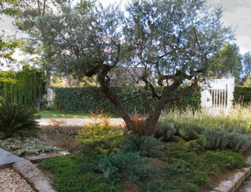 Jardin Mediterraneo